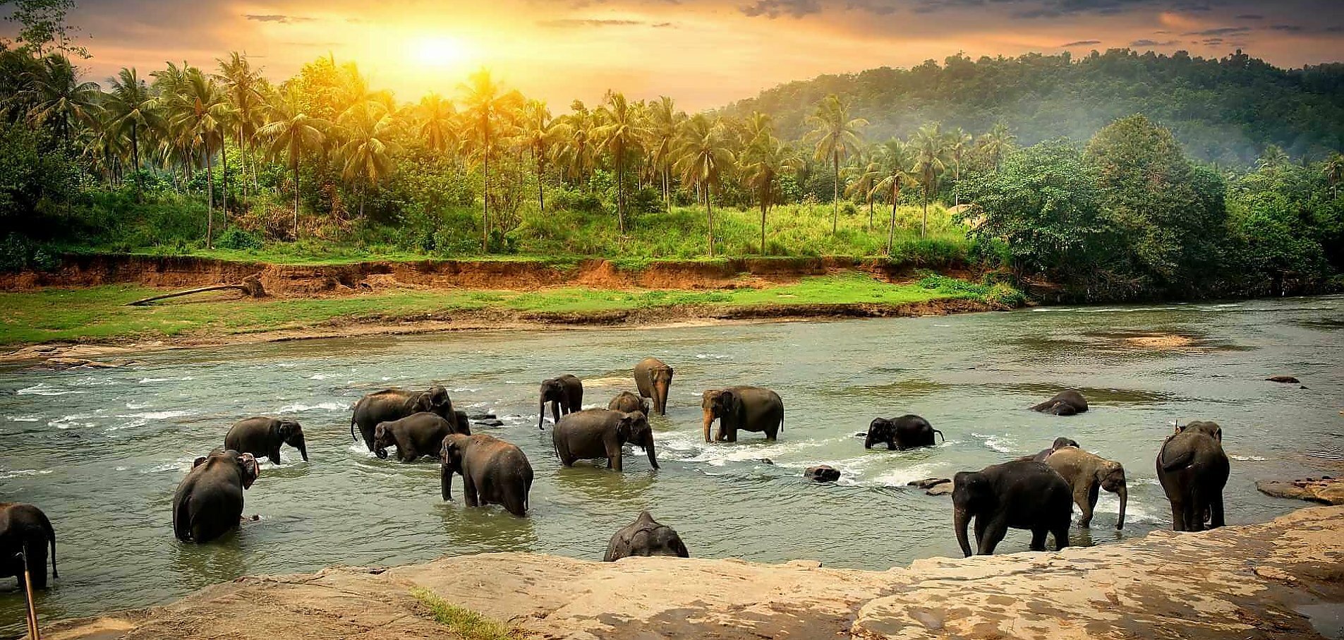 Elefanter på Sri Lanka bader i floden med solopgang og det grønne landskab i baggrunden